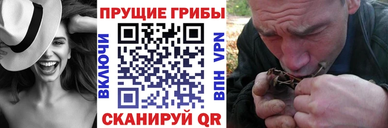 Купить где  Дрезна  Псилоцибиновые грибы мицелий 